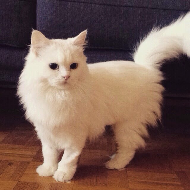 【猫画像】白くてフワフワ猫 | 猫知る