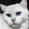 【猫ネタ】ネットで話題の猫！？動画で見る瞳が美しすぎる猫Coby(コービー)とは・・・！？
