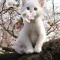 【猫画像】子猫と桜