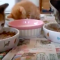 【猫動画】子猫の様子がおかしい！？食事中に子猫がまさかの・・・！？