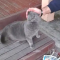 【猫動画】思わず声が漏れる！？「腰トントン」をした時の猫のユニークな反応とは・・・！？