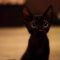 【猫画像】ちびっ子黒猫