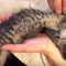 【猫動画】子猫を疑似体験！？手の上で撫でられる子猫の可愛すぎる反応とは・・・！？