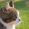 【猫GIF】ちょっ危ないって！ドジっ子の猫GIF 9選