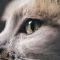 【猫画像】猫の目