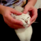 【猫動画】猫の表情がヤバイ！？飼い主さんに顔で遊ばれる猫の反応は・・・？！