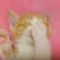 【猫動画】か、かわいすぎる！！寝ながら自分の肉球を吸う子猫とは・・・！？