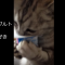 【猫動画】この猫、好きすぎる！！無類のヨーグルト好きの猫とは・・・！？