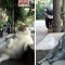 【猫ネタ】有名猫が銅像に！？1.7万人の署名を集めて銅像になったイスタンブールの猫とは・・・！？