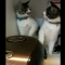 【猫動画】まるで漫才コンビ！？「炊飯器」の湯気が気になる猫コンビの反応とは・・・！？