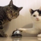 【猫動画】この猫、短気すぎる！！Twitterで話題のベルを鳴らしまくる猫とは・・・！？