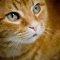 【猫画像】猫の目は宇宙！？