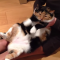 【猫動画】猫って肩こるの？マッサージで至福の猫11連発 動画集