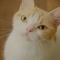 【猫動画】猫好きの心をくすぐる！ほっこりかわいい猫CM-ルビーナめぐり-