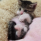 【猫動画】生後1ヶ月！！フガフガした赤ちゃん猫がかわいすぎる！！