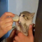 【猫動画】かわいさイナズマ級！ミルクを飲む子猫の動きがたまらない！！
