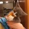 【猫動画】ワシのもんじゃー！！食べ物を必死に離さない猫が・・・