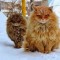 【猫画像】毛皮が雪国仕様