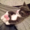【猫動画】ありえないぐらいカワイイ！！眠りながら足を伸ばす子猫