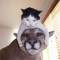 【猫画像】日本でも人気が出るか！？海外で話題のリアル猫帽子 12選