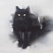 【猫アート】今にも動きそう！？色のにじみを利用した黒猫アート-Endre Penovac-
