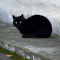 【猫NEWS】イギリスで黒猫を捨てる理由がヒドい！