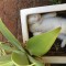 【猫画像】猫が生えた！？植木鉢に入りたがる猫たち 12選