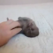 【猫動画】想像以上に小さい！！赤ちゃん猫の繊細な動きがかわいすぎる！