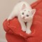 【猫ネタ】これは困った！？かなり困り顔な白い猫「ゲイリー（Gary）」 -Confused Kitten Gary-