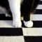 【猫画像】白い足と黒い足