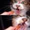 【猫画像】カリカリの食べ方が激しい猫