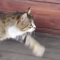 【猫動画】ご機嫌なステップの猫