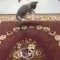 【猫動画】みんなでビックリ！！子猫が乗っているカーペットを動かすと・・・！？