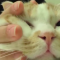 【猫動画】猫のアタマをマッサージ？？ そのかわいすぎる反応とは・・・！？