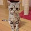 【猫ネタ】じわじわ人気が！？とてつもなく悲しい顔の猫「Luhu」ちゃんとは・・・