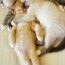 【猫画像】これはヤバすぎ！？破壊力抜群のかわいすぎる子猫の寝顔 12選