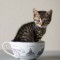 【猫画像】ティーカップ猫