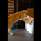 【猫動画】猫による定番のボケが再現！？猫が箱を押していくと・・・