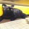 【猫ネタ】全国に巨大黒猫が！？東京・新宿に突如あらわれた6mの巨大な黒猫とは・・・！？