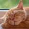 【猫画像】幸せそうな寝顔