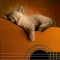 【猫画像】猫とギター