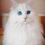 【猫画像】青い目